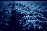 preview cold