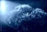 preview cold
