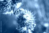 preview cold