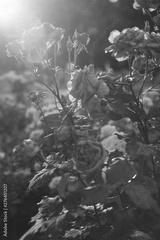 preview bw