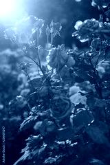 preview cold