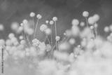 preview bw