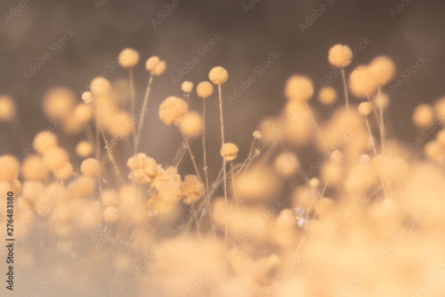 image to crop
