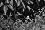 preview bw