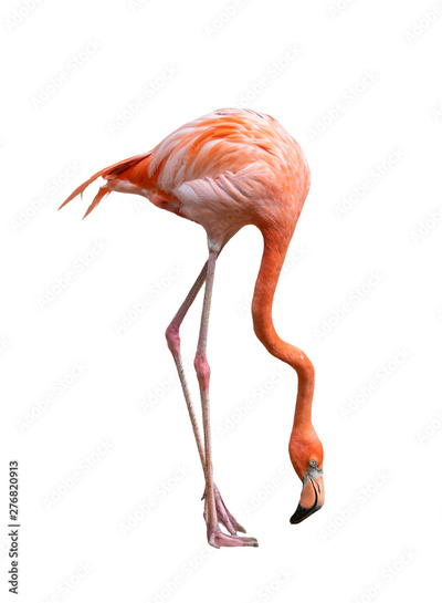 image to crop