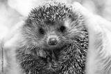 preview bw