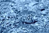 preview cold