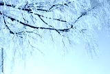 preview cold