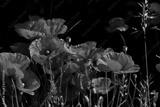 preview bw