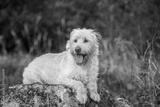 preview bw