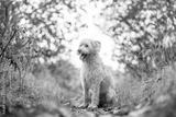 preview bw