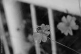 preview bw