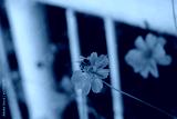 preview cold