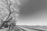 preview bw