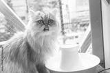 preview bw