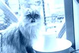 preview cold