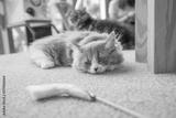preview bw