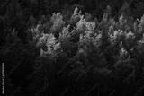 preview bw