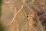 preview original