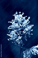 preview cold