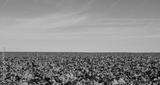 preview bw