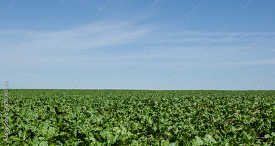 image to crop