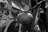 preview bw