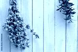 preview cold