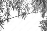 preview bw