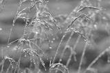 preview bw