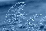 preview cold