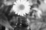 preview bw
