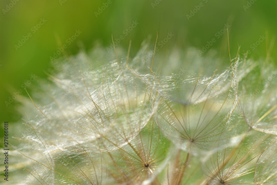 image to crop