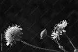 preview bw