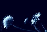 preview cold