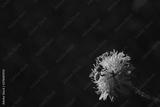 preview bw