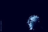preview cold