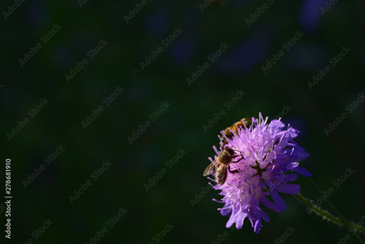 image to crop