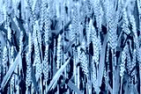 preview cold