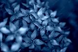 preview cold