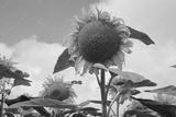 preview bw