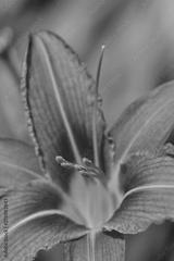 preview bw