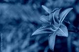 preview cold