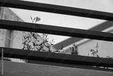 preview bw