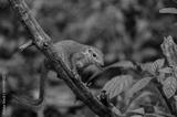 preview bw