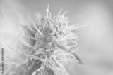 preview bw