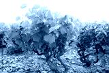 preview cold
