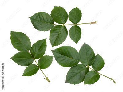 image to crop