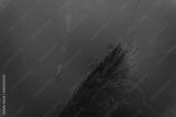 preview bw