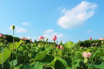 image to crop